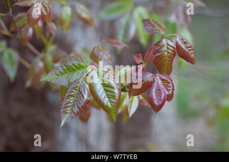 Poison Ivy (Toxicodendron radicans) Schuylkill Center, Philadelphia, Pennsylvania, USA, April. Stockfoto