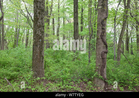 Poison Ivy (Toxicodendron radicans) am Baum, Schuylkill Center, Philadelphia, Pennsylvania, USA, April. Stockfoto