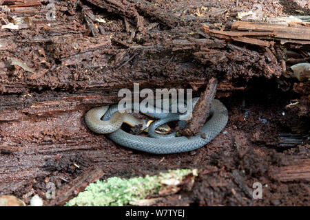 Ring-necked Schlange (Diadophis punctatus) im Inneren faulen anmelden, in der Nähe von Bear Mountain, Orange County, New York, USA, Juni. Stockfoto