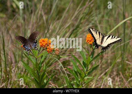 Eastern tiger Swallowtail (Papilio glaucus) und Spicebush Schwalbenschwanz (Papilio troilus) auf butterfly Weed, French Creek State Park, Berks County, Pennsylvania, USA, August. Stockfoto