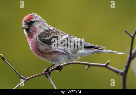 Männliche Common redpoll (Carduelis flammea) in voller Zucht Gefieder auf Birke thront. Longframlington, Northumberland, Großbritannien. Stockfoto