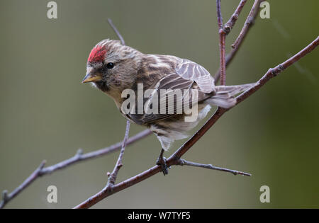 Weibliche Common redpoll (Carduelis flammea) auf Birke. Longframlington, Northumberland, Großbritannien. Stockfoto