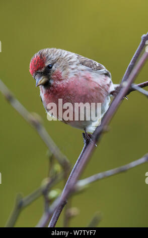 Männliche Common redpoll (Carduelis flammea) in voller Zucht gefieder auf der Suche nach eine Birke. Longframlington, Northumberland, Großbritannien. Stockfoto