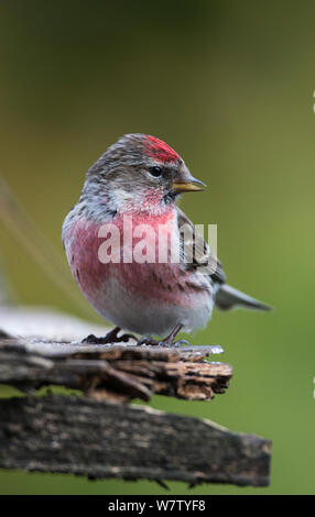Männliche Common redpoll (Carduelis flammea) in voller Zucht Gefieder thront auf Barsch auf einem alten Vogel Tabelle. Longframlington, Northumberland, Großbritannien. Stockfoto