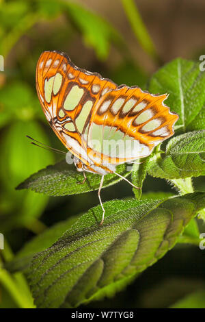 Malachit Schmetterling (Siproeta stelenes) unverlierbaren, Eingeborener aus Nordamerika, Brasilien, Stockfoto