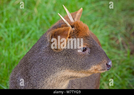 Männliche südlichen Pudu (Pudu puda) unverlierbaren aus Chile und South West Argentinien. Gefährdete Arten. Stockfoto