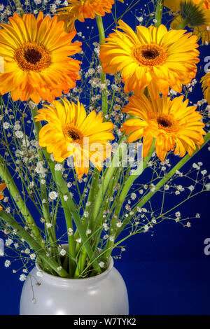 Eine Vase voller goldener Gerbera (Asteraceae) Blumen Stockfoto