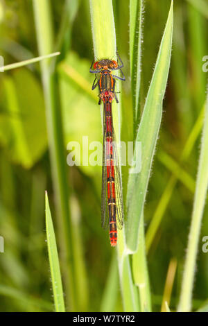 Weibliche Große Rote Damselfly (Pyrrhosoma nymphula) Ladywell Felder, Lewisham, England, UK, Juni Stockfoto