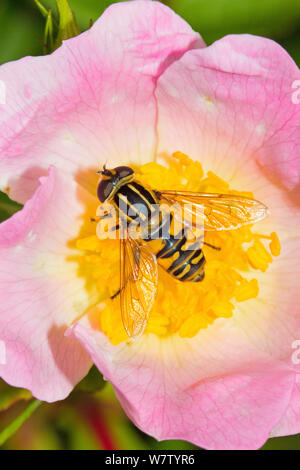 Hoverfly/Sun Fliegen (Helophilus pendulus) Ernährung auf Hund rose Lewisham, London, England, UK, Juni. Stockfoto