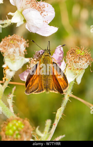 Weibliche Große skipper Schmetterling (Ochlodes sylvanus/venatus) Fütterung auf dornbusch Blume, Lewisham, London, Großbritannien, Juli. Stockfoto