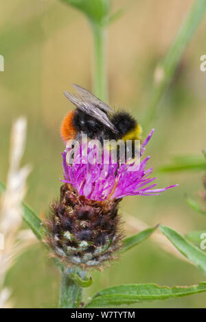 Männlich Red-tailed Hummel (Bombus lapidarius) Fütterung auf Distel, Lewisham, London, Großbritannien, Juli. Stockfoto