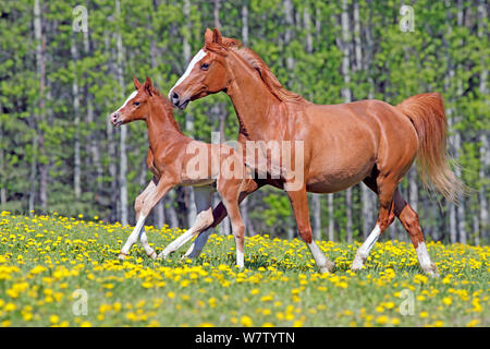 Schöne Kastanie 1001 Mare und wenige Wochen altes Fohlen zusammen laufen auf frühlingswiese voller gelber Löwenzahn Blumen. Stockfoto