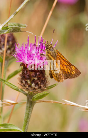 Männliche große skipper Schmetterling (Ochlodes sylvanus) Fütterung auf Distel, Lewisham, London, Großbritannien, Juli. Stockfoto