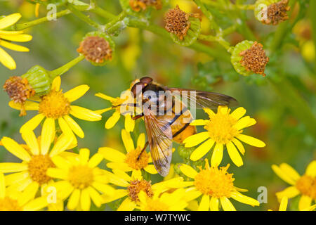 Männliche Hornet nachahmen Hoverfly (Volucella zonaria) Fütterung auf Ragwort, Lewisham, London, UK, August. Stockfoto