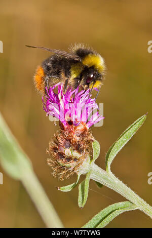 Männlich Red-tailed Hummel (Bombus lapidarius) Fütterung auf Distel, Ladywell Felder, Lewisham, UK, August. Stockfoto