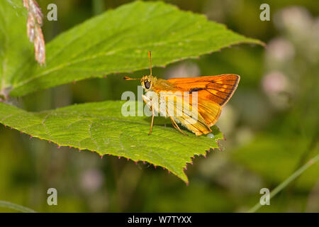 Männliche große skipper Schmetterling (Ochlodes sylvanus) am Dornbusch Blatt, Lewisham, London, Großbritannien, Juli. Stockfoto