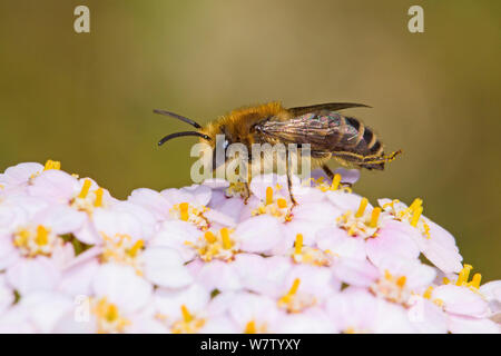 Männliche Gipser Biene (Colletes daviesanus) auf Schafgarbe, Lewisham, London, Großbritannien, Juli. Stockfoto