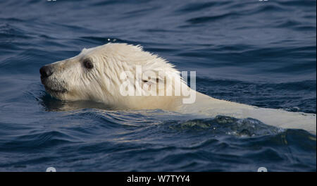 Polar Bear Cub (Ursus maritimus) schwimmen Qikiqtarjuaq, Baffin Island, Nunavut, Kanada, August. Stockfoto