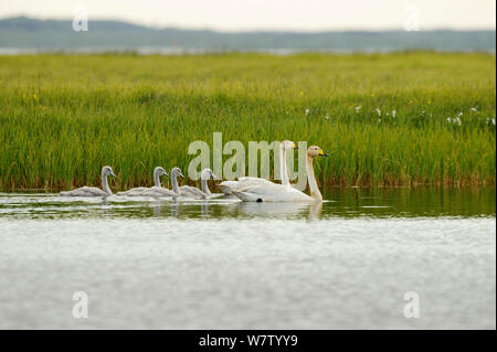 Zwei gehören Singschwan (Cygnus Cygnus) mit vier Cygnets auf Wasser, Island, Juli. Stockfoto