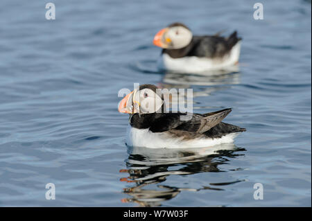 Papageitaucher (Fratercula arctica) auf Wasser mit Fisch im Schnabel, Insel Flatey, Island, Juli. Stockfoto