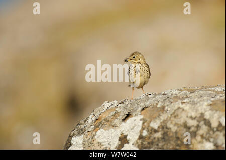 Rotschenkel (Tringa totanus) mit Beute im Schnabel, Insel Flatey, Island, Juli 2012. Stockfoto