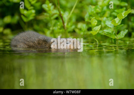 Wasser vole (Arvicola amphibius) Schwimmen, Kent, UK, September. Stockfoto