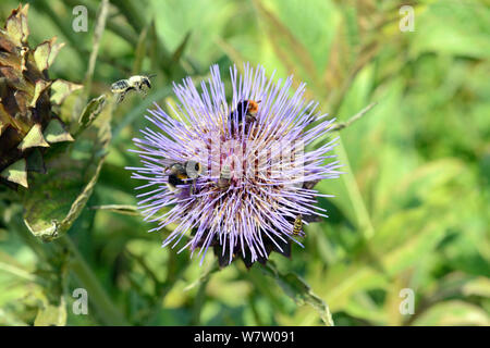 Blatt Cutter Bee (Megachile centuncularis) im Flug, Buff-tailed Hummel (Bombus terrestris), Red-tailed Hummel (Bombus lapidarius) und Hoverfly (Syrphidae) auf Artischocke Blume, Wales, UK, August. Stockfoto