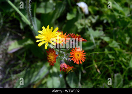 Cat's-Ohr (hypochaeris Radicata) und Fuchs-und-Jungen (Pilosella aurantiaca) in Rasen, Essex, England, UK, September. Stockfoto