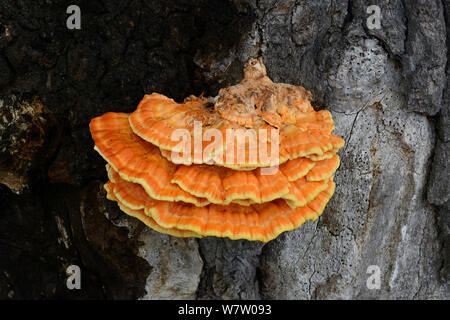 Huhn der Wälder (Laetiporus sulfureus) wachsende toten Eiche, Herefordshire, England. Stockfoto