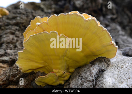 Die Unterseite der Huhn der Wälder (Laetiporus sulfureus) wachsende toten Eiche, Herefordshire, England. Stockfoto