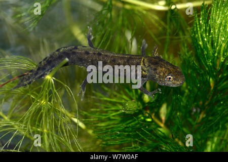 Great Crested Newt (Triturus cristatus) Kaulquappe am späten Entwicklungsstadium, in Gefangenschaft, Herefordshire, England. Stockfoto