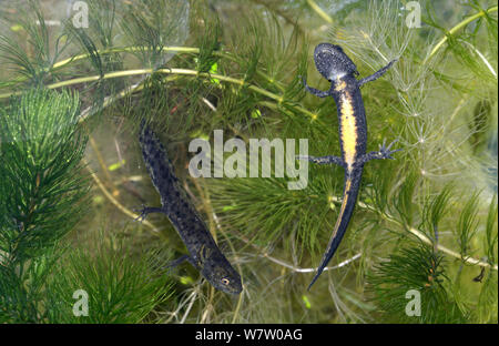 Zwei große Crested Newt (Triturus cristatus) Kaulquappen im abschließenden Stadium der Entwicklung, Herefordshire, England, UK, Captive, September. Stockfoto