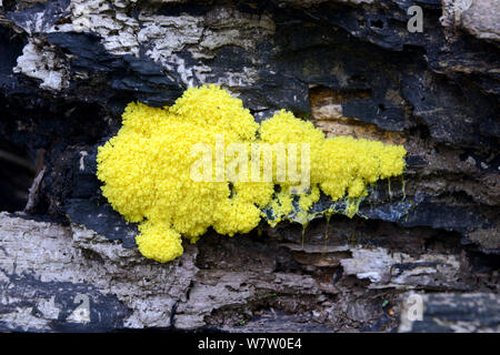 Schwefel-gelb Schleimpilze (Fuligo septica), die auf Totholz, llanerchaeron National Trust, Ceredigion, Wales, UK, August. Stockfoto