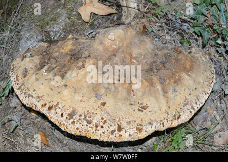 Eiche Halterung Pilz (Inototus dryadeus) zunehmend auf der Basis von Trauben-eiche (Quercus petrea), Ceredigion, Wales, England, UK, August. Stockfoto