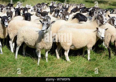 Herde von Waliser Maultier Mutterschafe, gekreuzt von Bluefaced Leicester und Welsh Mountain Schafe, Herefordshire, England, UK, August. Stockfoto