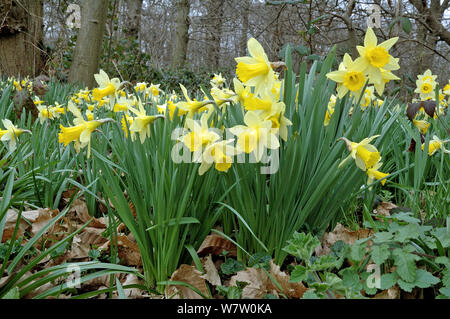Wilden Narzissen (Narcissus pseudonarcissus) wachsen im alten Wald, Lesnes Abbey Wood, London Borough von Dartford, England, UK, März. Stockfoto