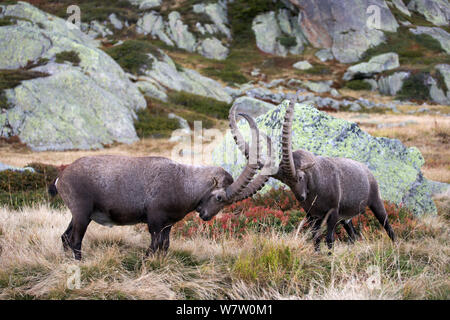 Alpensteinbock (Capra ibex) zwei Erwachsene Männer kämpften, Reserve Naturelle des Aiguilles Rouges, Chamonix, Haute Savoie, Frankreich, Europa, September. Stockfoto