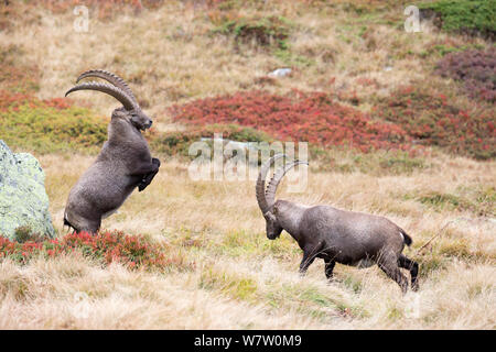Alpensteinbock (Capra ibex) zwei Erwachsene Männer kämpften, Reserve Naturelle des Aiguilles Rouges, Chamonix, Haute Savoie, Frankreich, Europa, September. Stockfoto
