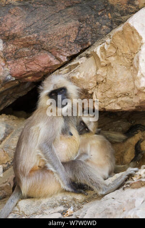 Hanuman langur/Northern Plains Grau Langur (Semnopithecus Entellus) Mutter und Jungen schlafen. Ranthambore Nationalpark, Rajasthan, Indien. Stockfoto