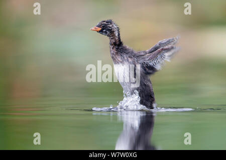 Zwergtaucher (Tachybaptus ruficollis) 28 tag Küken Stretching und seine Flügel, unter Schwungfedern entwickelt. Die Niederlande, Juni. Stockfoto