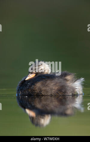 Zwergtaucher (Tachybaptus ruficollis) Porträt einer 36-tägigen Küken. Die Niederlande, Juli Stockfoto