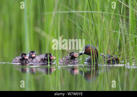 Zwergtaucher (Tachybaptus ruficollis) weibliche Fütterung der Küken im Alter von 10 Tagen. Die Niederlande, Juni. Stockfoto