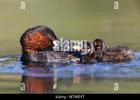 Zwergtaucher (Tachybaptus ruficollis) weibliche Fütterung der Küken Alter 7 Tage, Niederlande, Juni. Stockfoto