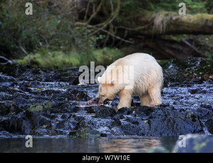 Kermode Bear (Ursus americanus kermodei) mit rosa Lachs in seinen Krallen und Mund, Great Bear Rainforest, British Columbia, Kanada. Stockfoto