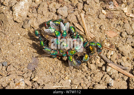 Greenbottles (Lucilia sp) Fütterung auf Hund Kot Lewisham, London, England, UK, September. Stockfoto