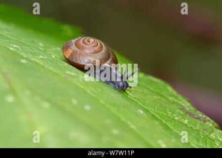 Unreifen Erdbeere Schnecke (Trochulus striolatus) Brockley Friedhof, Lewisham, London, England, Großbritannien, Oktober. Stockfoto