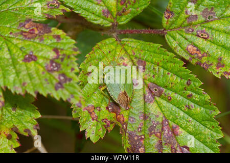Grüne Schild Bug (Palomena prasina) am Dornbusch Blatt getarnt, brockley Friedhof, Lewisham, England, Großbritannien, Oktober. Stockfoto