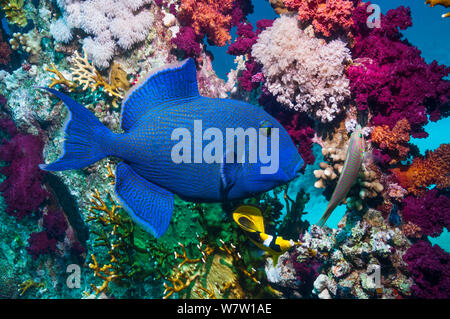 Blaue Drückerfische (Pseudobalistes fuscus) Ägypten, Rotes Meer. Stockfoto