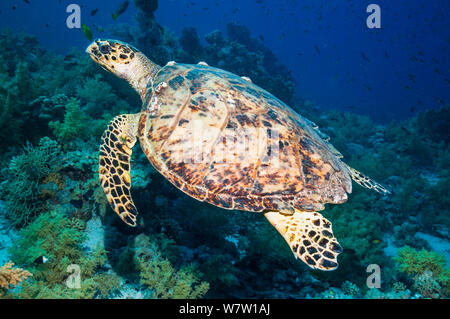 Hawksbill Schildkröte (Eremochelys imbricata) Ägypten, Rotes Meer. Stockfoto