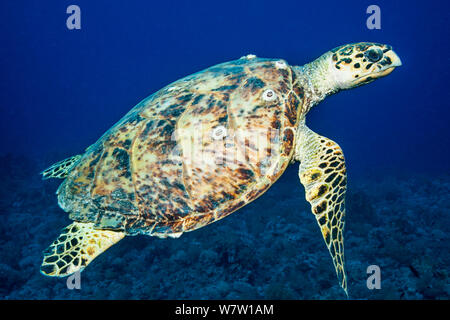 Hawksbill Schildkröte (Eremochelys imbricata) Ägypten, Rotes Meer. Stockfoto